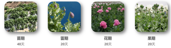 ATH9010YS_无人机载高光谱罂粟探查系统